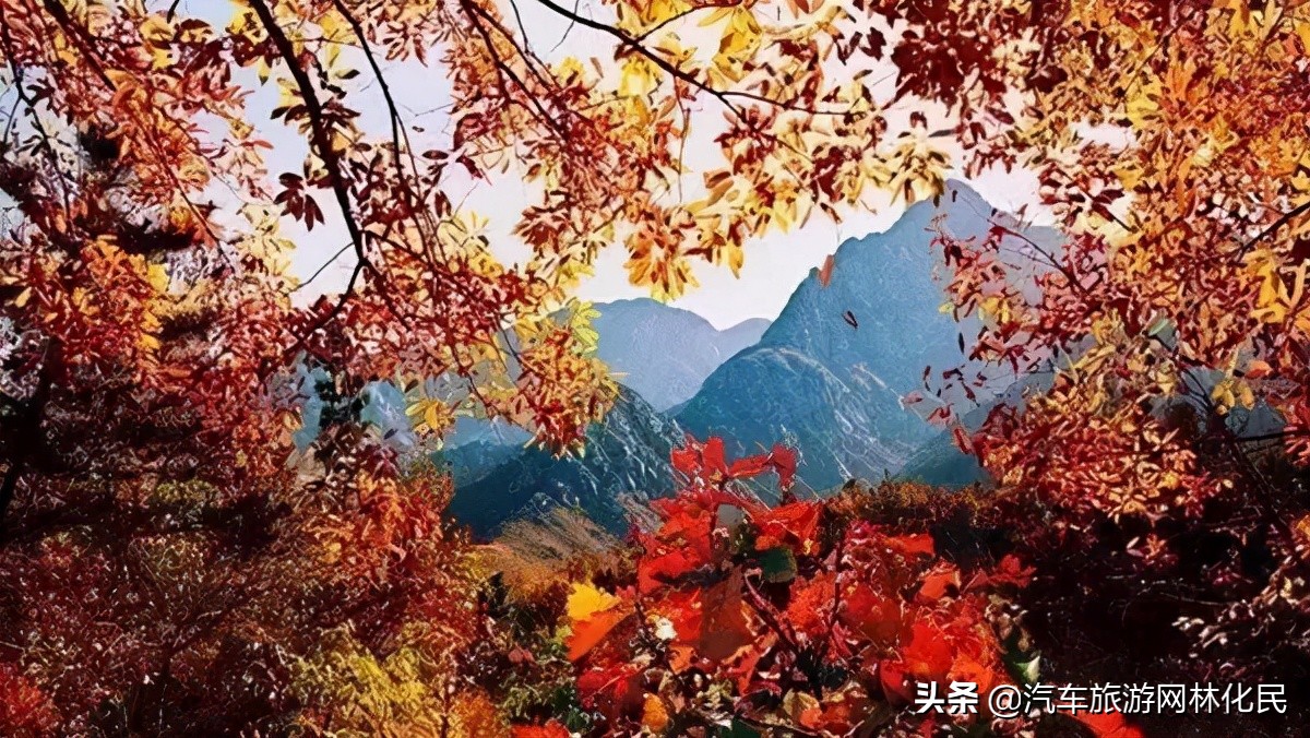 临沂深秋“色彩地图”来啦!带你欣赏“醉美”深秋