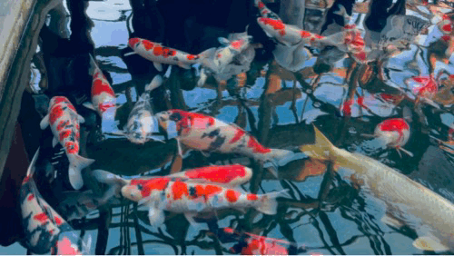 年终岁末,“双节钜惠”大礼包正在派送中