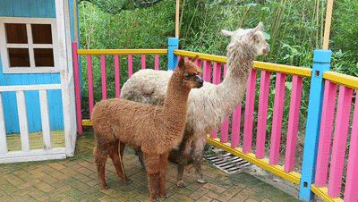 国潮嘉年华||十大活动新鲜出炉,龙园带你玩转国庆假期