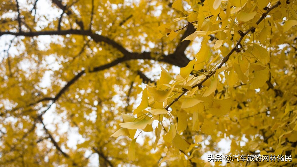 临沂深秋“色彩地图”来啦!带你欣赏“醉美”深秋