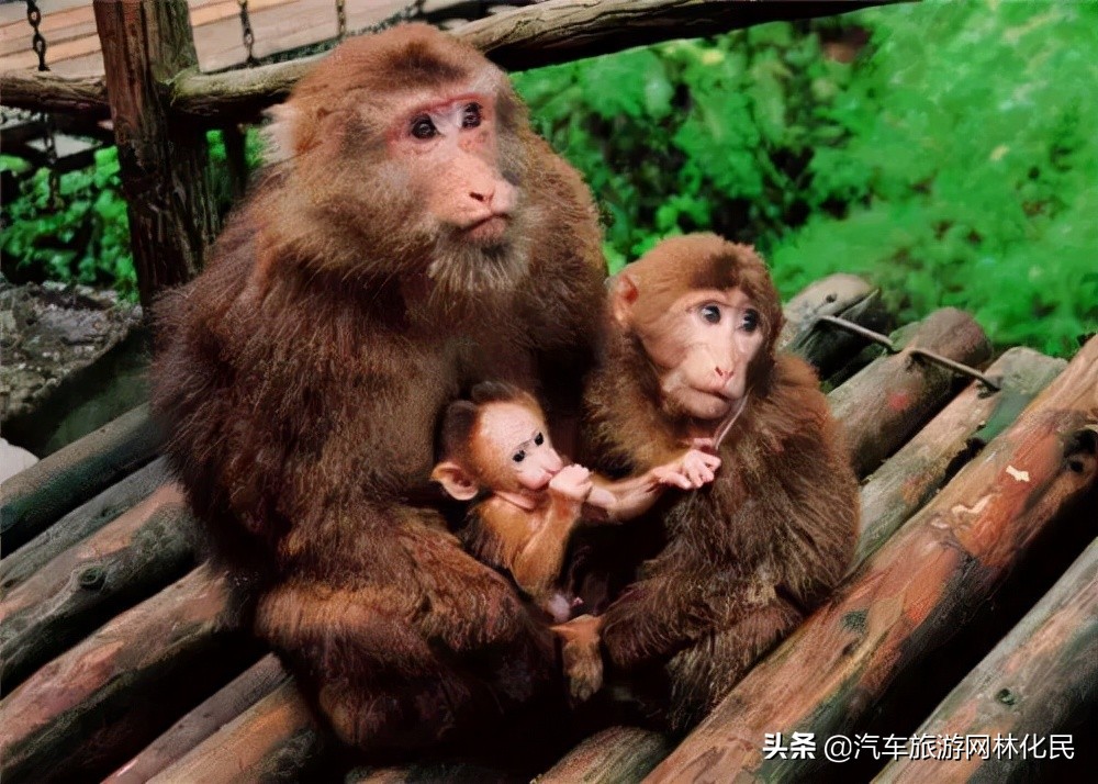 全景游四川成都-熊猫基地 峨眉山-乐山-九寨沟-都江堰8日