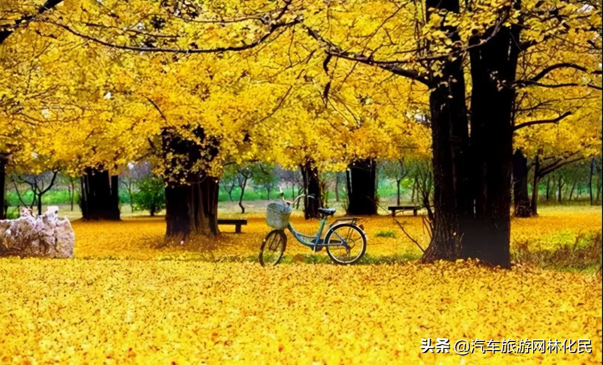 临沂深秋“色彩地图”来啦!带你欣赏“醉美”深秋