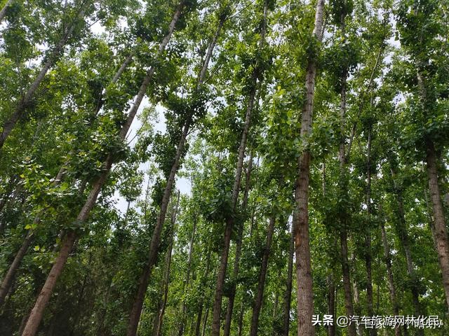 怀旧村落,费县利山涧